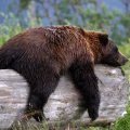 Sleeping Grizzly