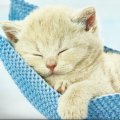 Kitten napping