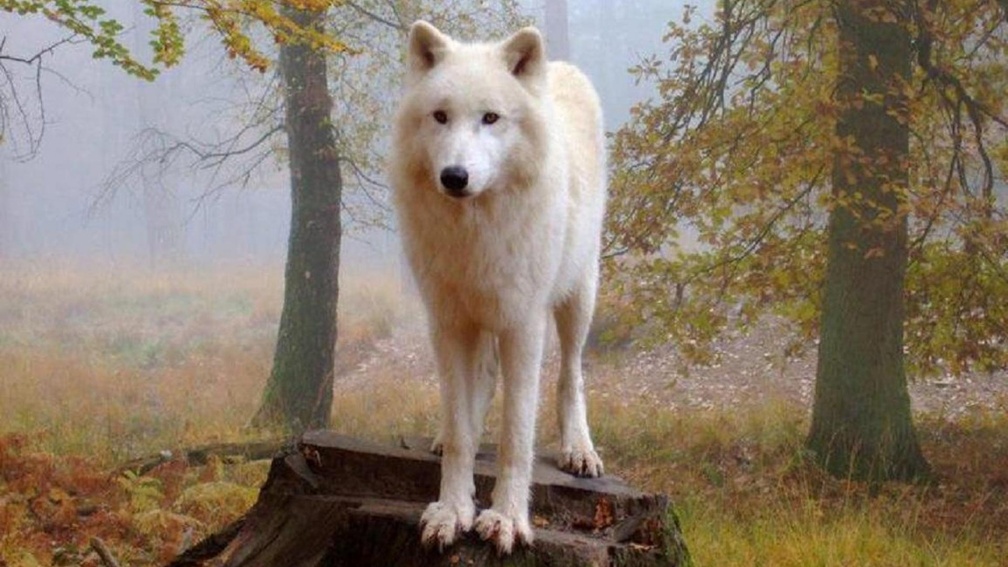 proud white wolf