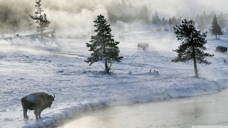 bison_in_winter.jpg