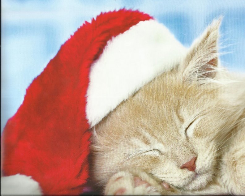 christmas_kitten_napping.jpg