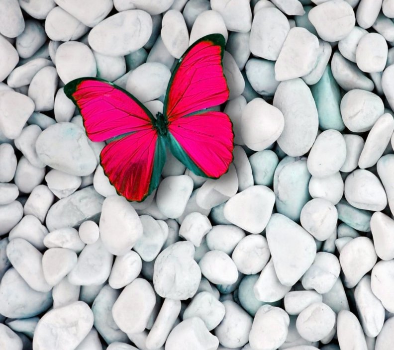 pink_butterfly.jpg