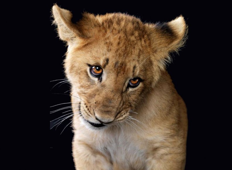 bashful_lion_cub.jpg