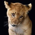 Bashful Lion Cub