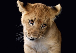 Bashful Lion Cub