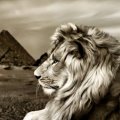 The majesty of the lion and the pyramids