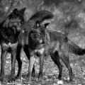black wolves