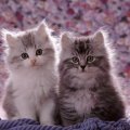 Persian cross kittens