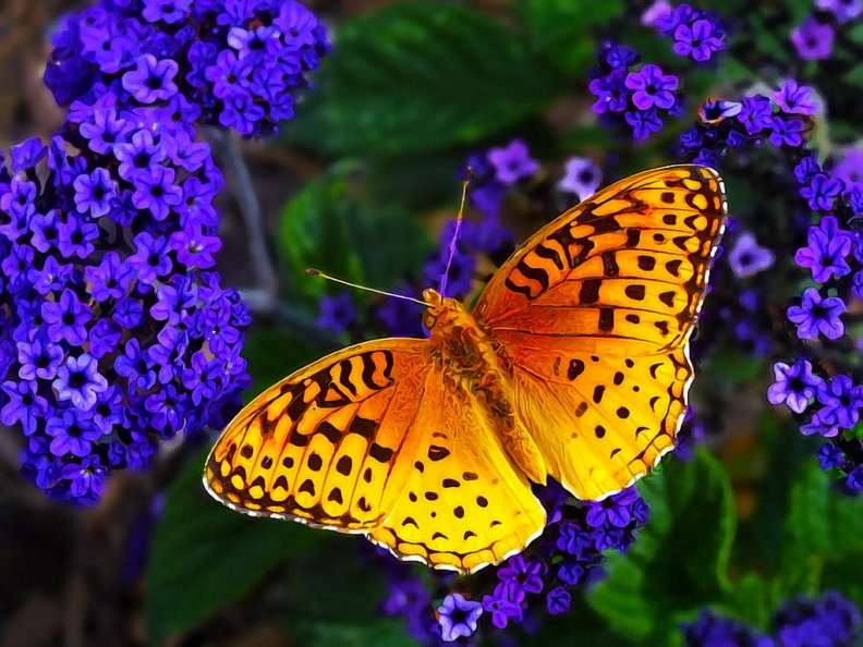 boothbay_butterfly.jpg