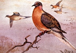 Passenger pigeon(extinct:1914)