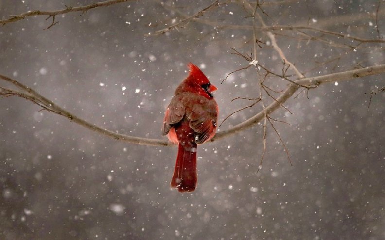 cardinal_in_the_snow.jpg
