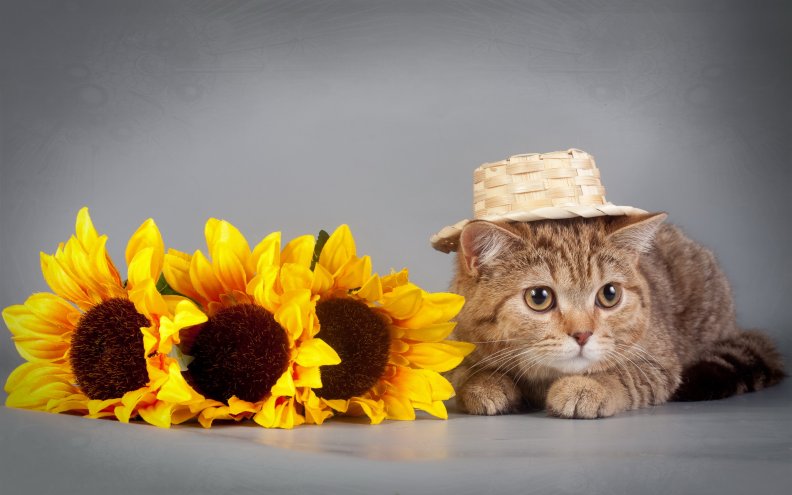 cat_with_sunflowers.jpg