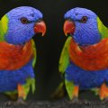 colored parakeet
