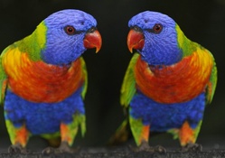 colored parakeet