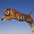 jumping tiger