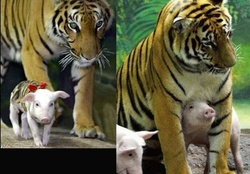 Tiger with baby piglets # 2