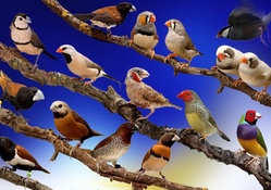 wallpaper birds