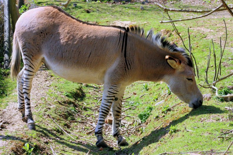 zebra/donkey