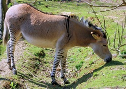 zebra/donkey