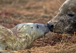 Seal with newborn calf