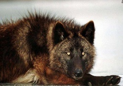 wolf beauty