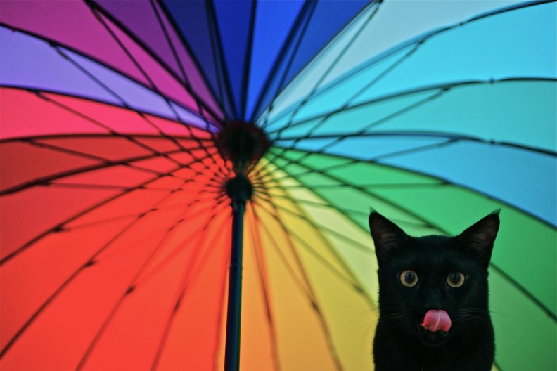 rainbow_cat.jpg