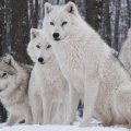 white wolves pack