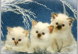 Winter kittens for Miss Kate