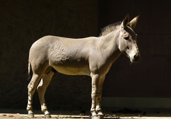 somalian donkey