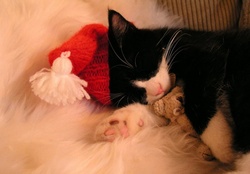 Sleeping Santa Kitty