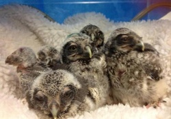 5 baby northern hawk owls
