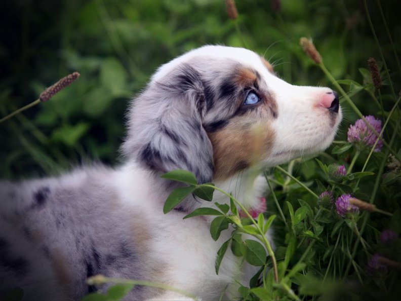 gorgeous_blue_merle_australian_shepherd_puppy.jpg