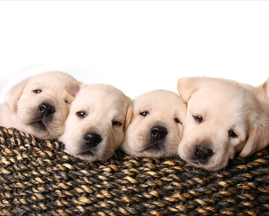 ♥♥♥♥ Lab Puppies In Basket ♥♥♥♥