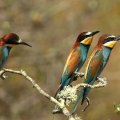 *** Bee_eaters ***