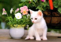 Little Kitty looking At Flowers