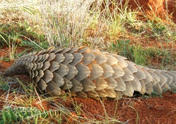 pangolin in the grass