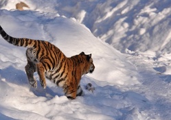 Snow Tiger