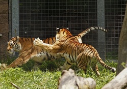 Tigers At Play