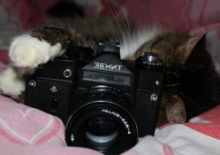 *** Cat with camera ***