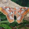 Atlas butterfly