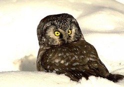 Owl In Snow