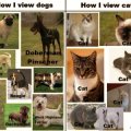 The difference between dogs and cats...