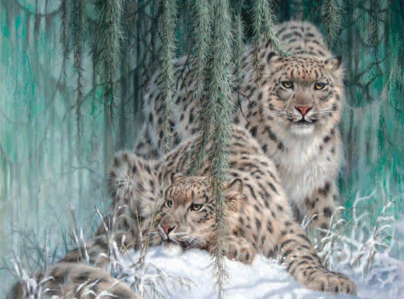 Two Snow Leopards