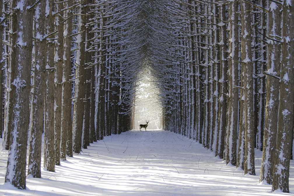 *** Deer in winter forest ***