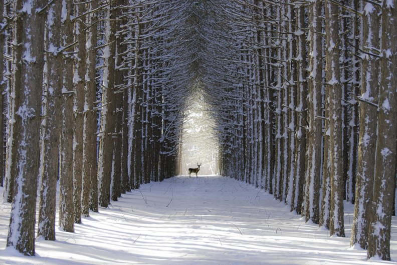 deer_in_winter_forest.jpg