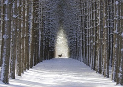 *** Deer in winter forest ***