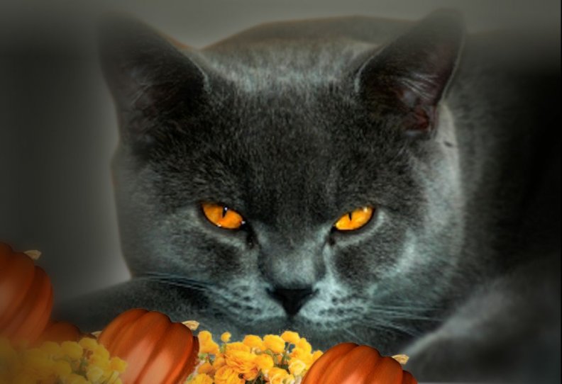 black_cat_autumn.jpg