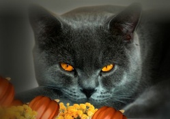 Black Cat Autumn