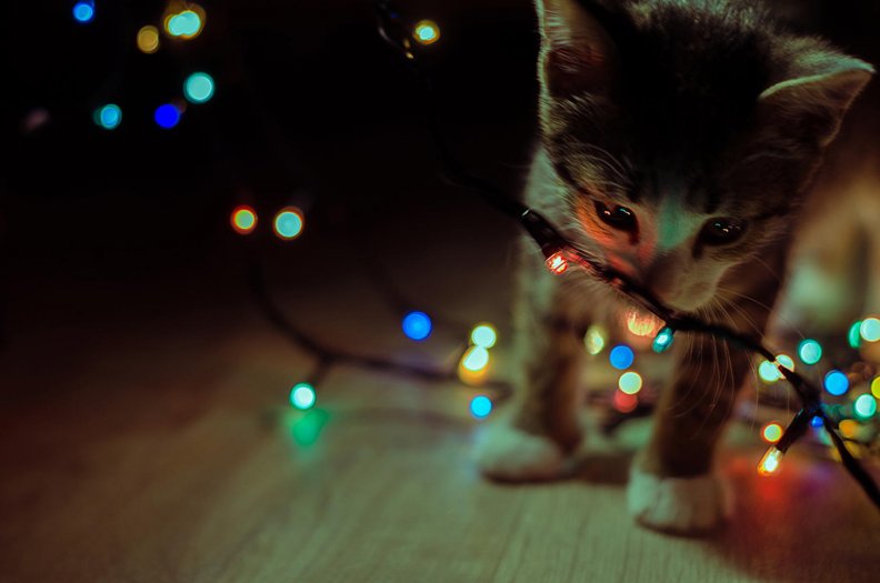 christmas_cat.jpg