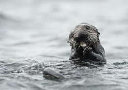 eating otter